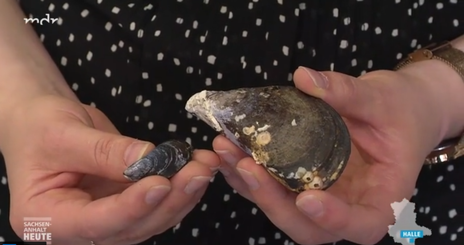 Constanze-Zwies-Muschelkleber Ausschnitt aus einem Video: Händen halten zwei verschieden große Muscheln